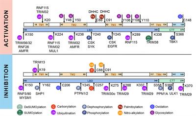 Post-Translational Modifications of STING: A Potential Therapeutic Target